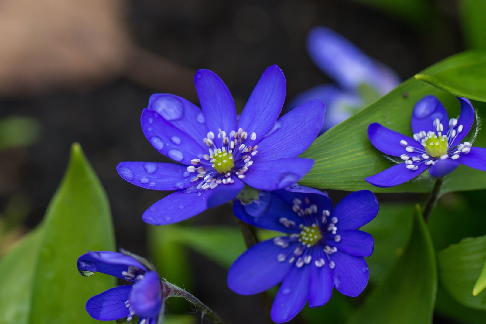 selective focus photography of blue petaled flowers hepatica 2k 4k 5k