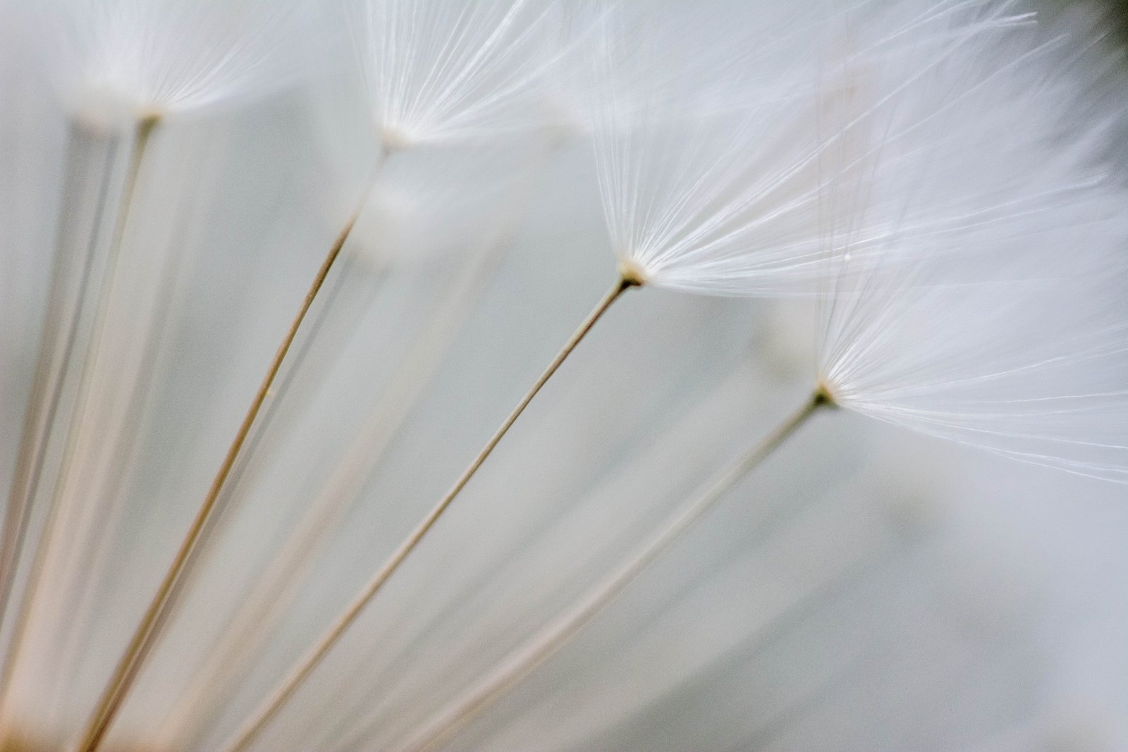 selective focus photography of dandelion flowers filter close up 2k 4k 5k