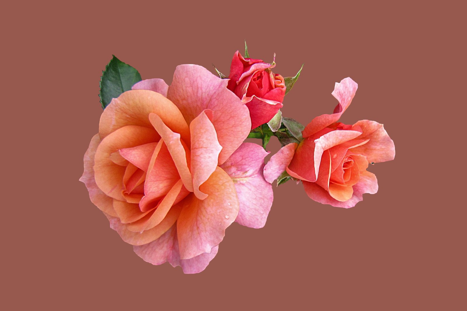 selective focus photography of pink rose flowers Roses Isolated 2k