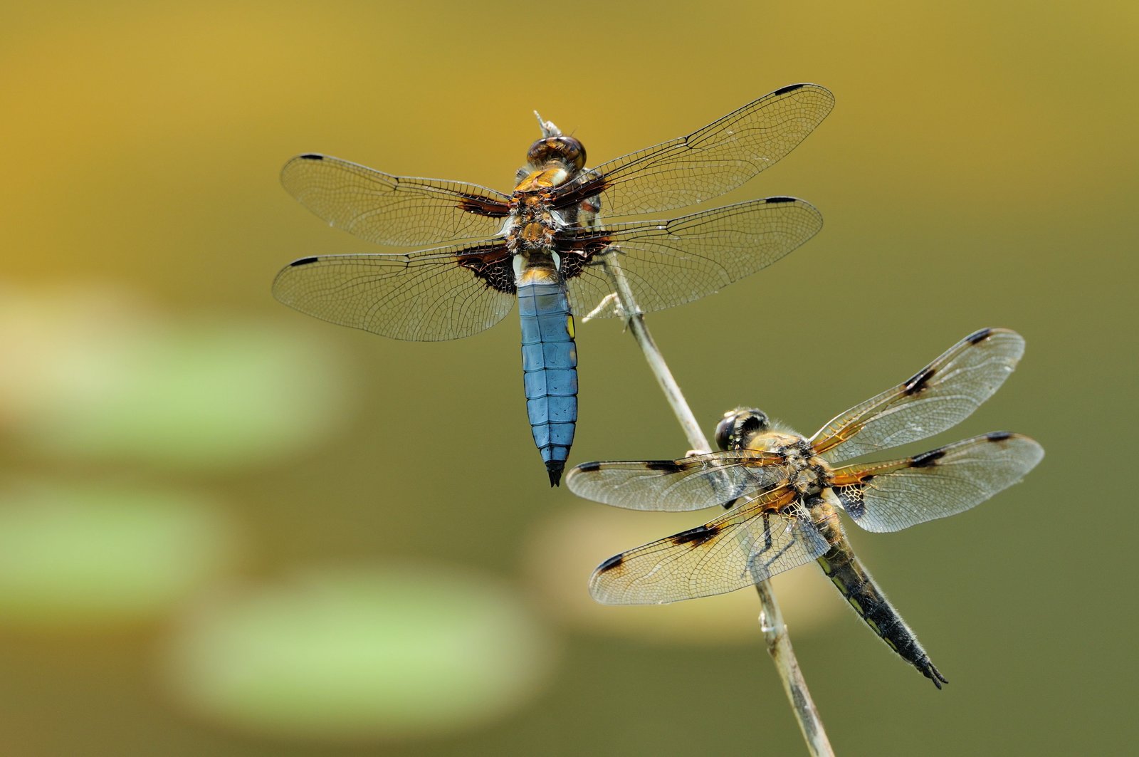 shallow focus photography of blue and brown dragonflies macro 2k 4k