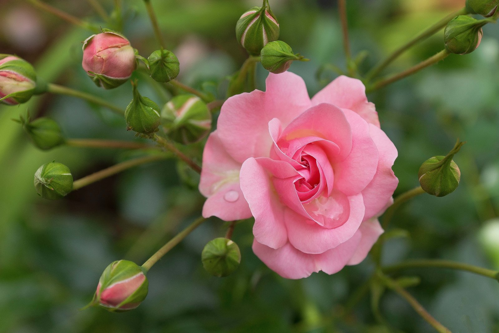shallow focus photography of pink flower Blossom Bloom Pink Rose 2k 4k 5k