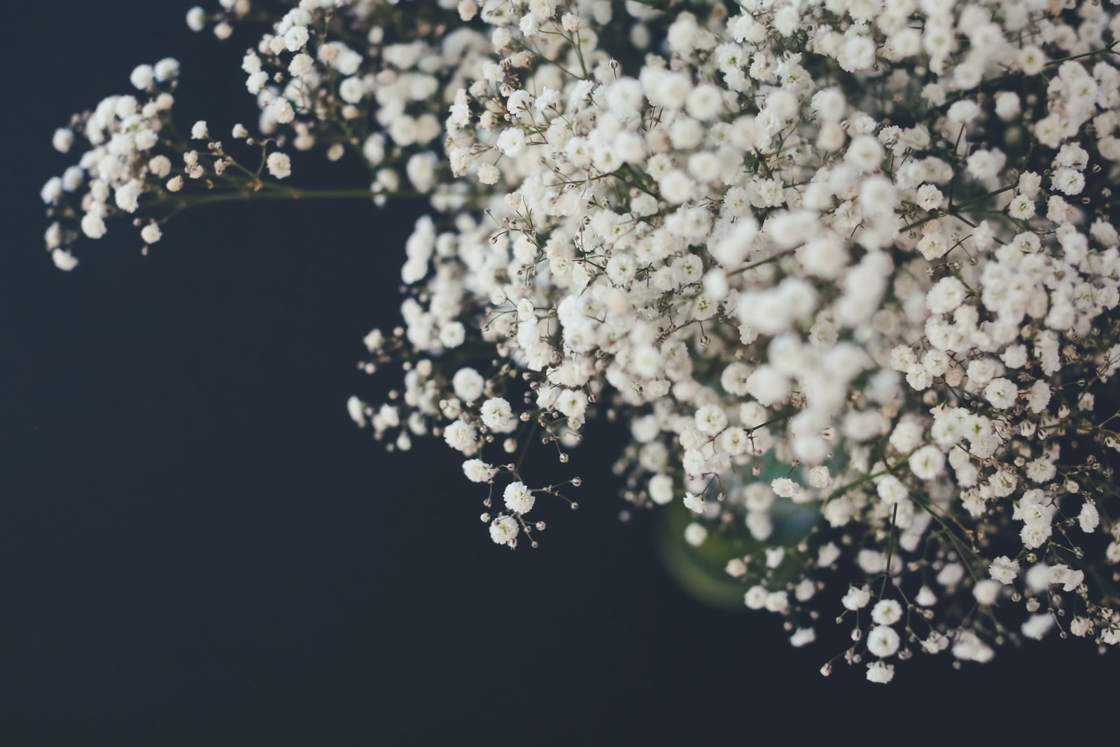 shallow focus photography of white flowers selective baby s breath flower 2k 4k 5k