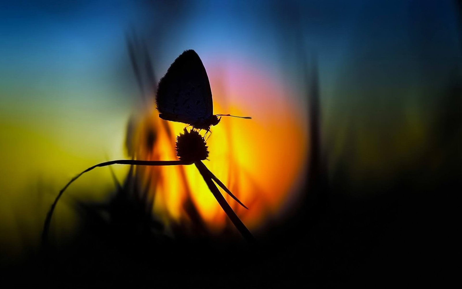 silhouette butterfly nature macro flowers insect Insect 2k