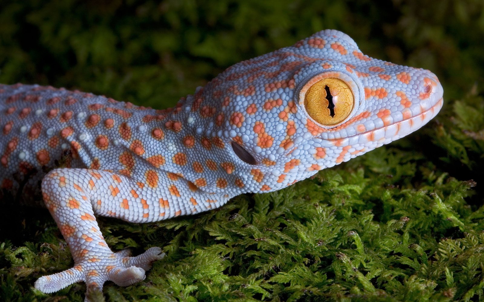 orange and gray gecko animals nature yellow eyes skin macro 2k 4k