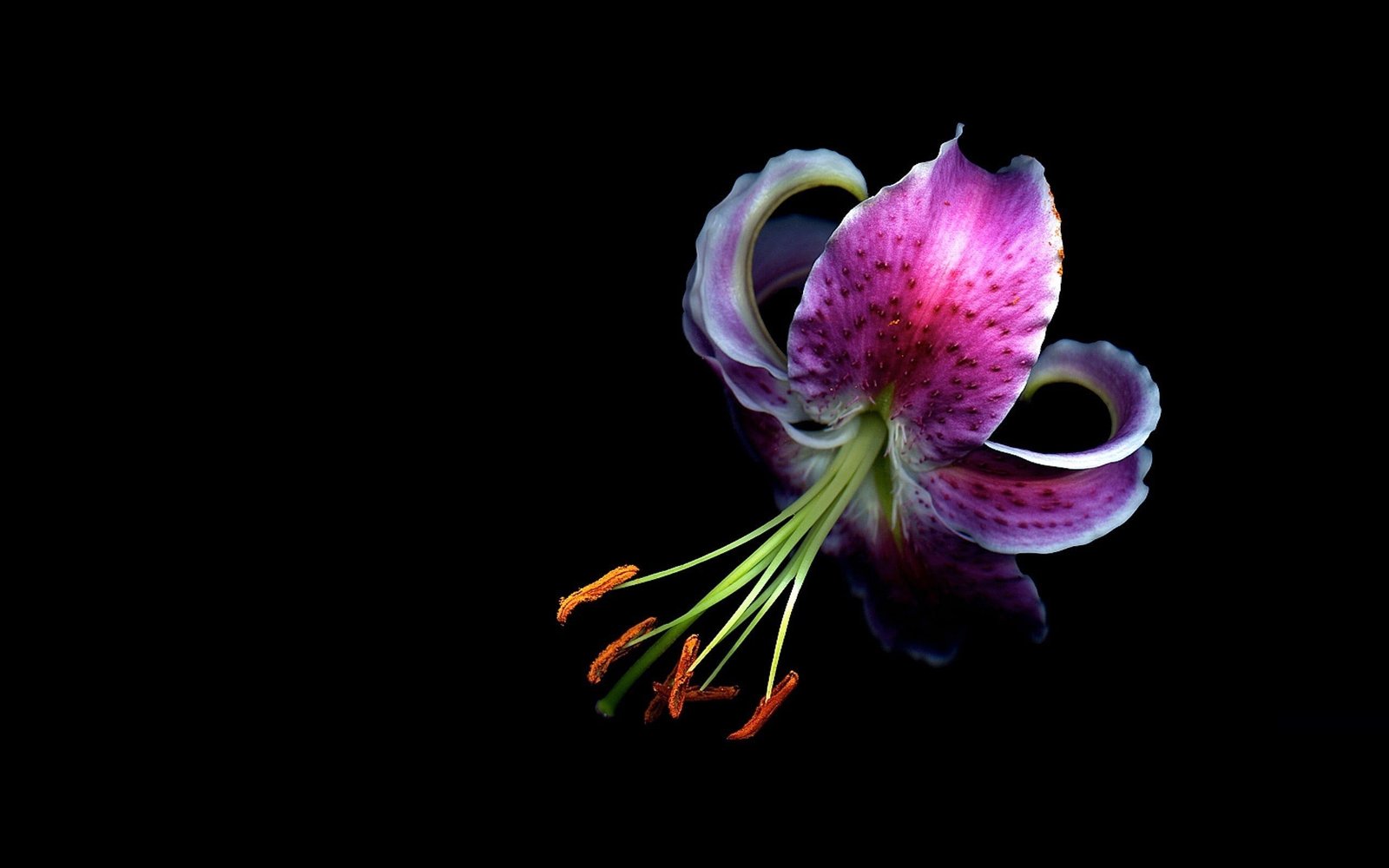 orchids macro flowers 2k