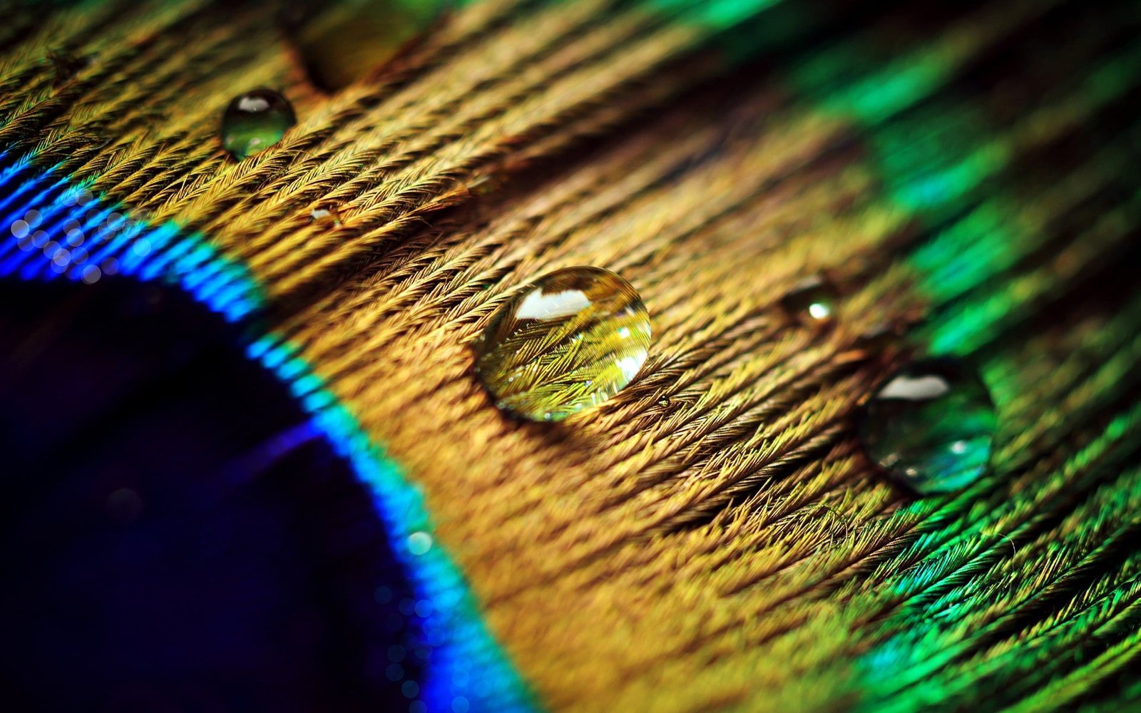 Peacock feather water drops macro photography selective photo of 2k