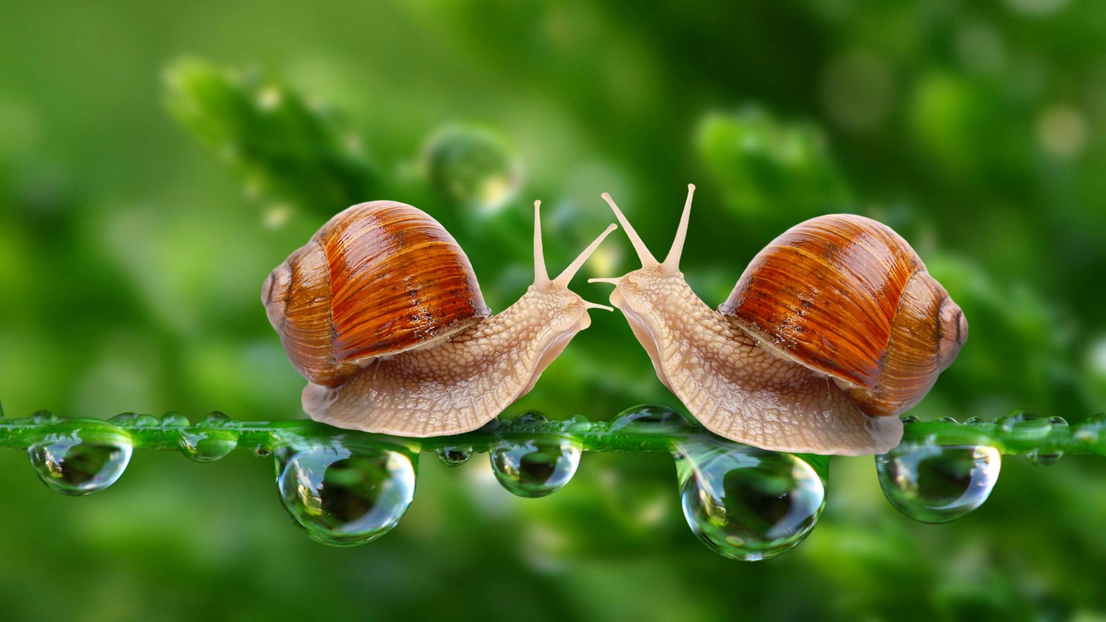 snail snails waterdrop drops dew macro photography close up 2k 4k