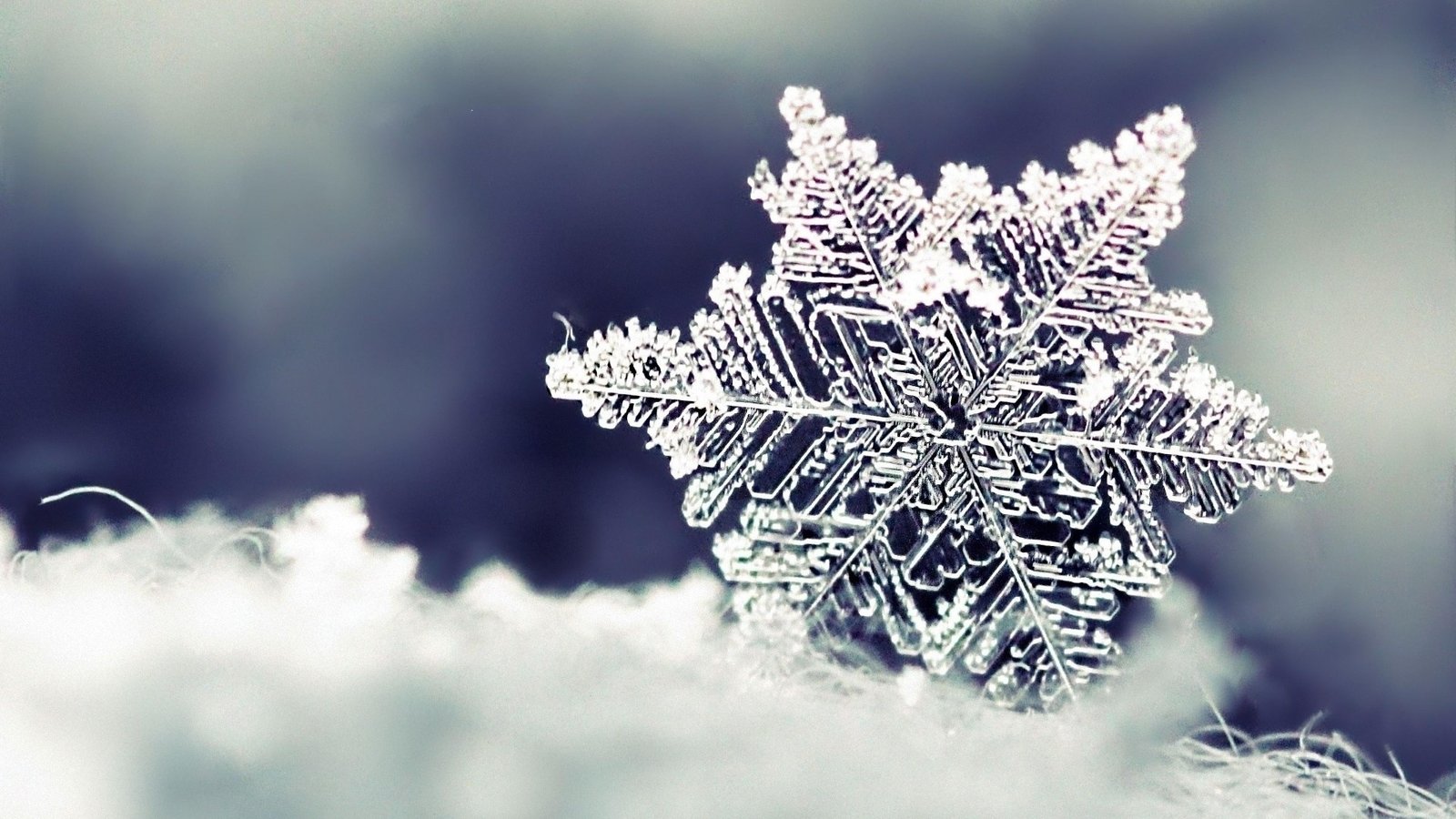 snowflake winter frost freezing macro photography close up 2k 4k