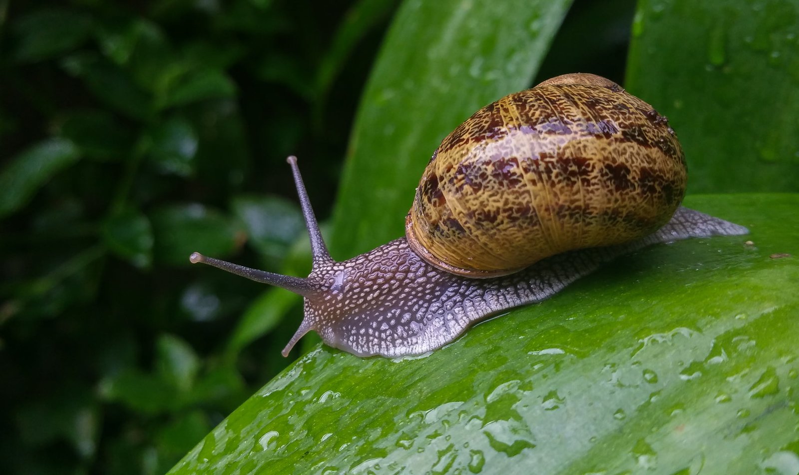 swallow photography of snail in green grass Samsung Galaxy Note 4 2k