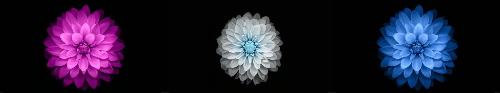 three assorted color flower wallpaper flowers black simple background 2k 4k 5k