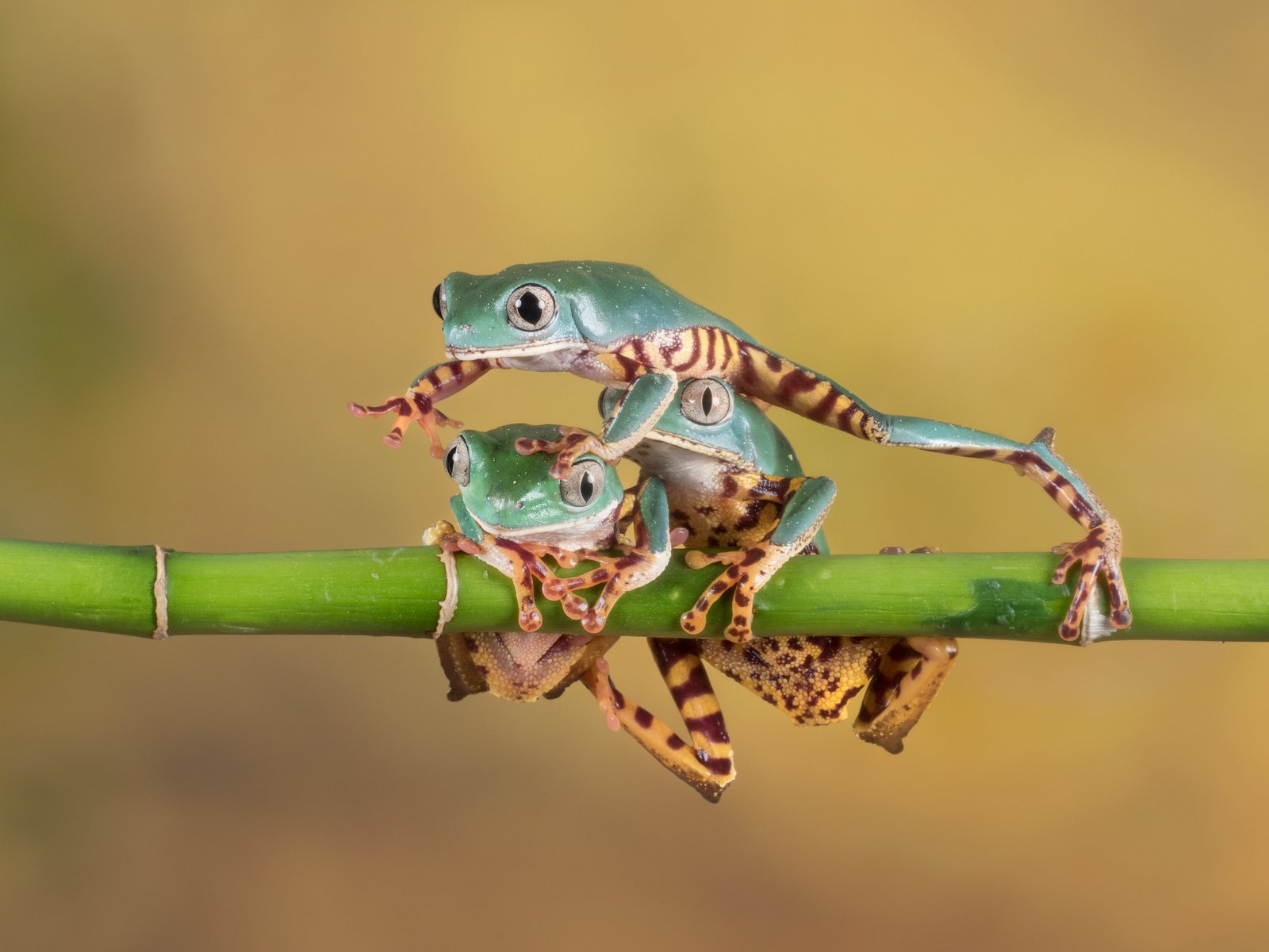 three green frogs macro photography Stampede leg tree 2k 4k