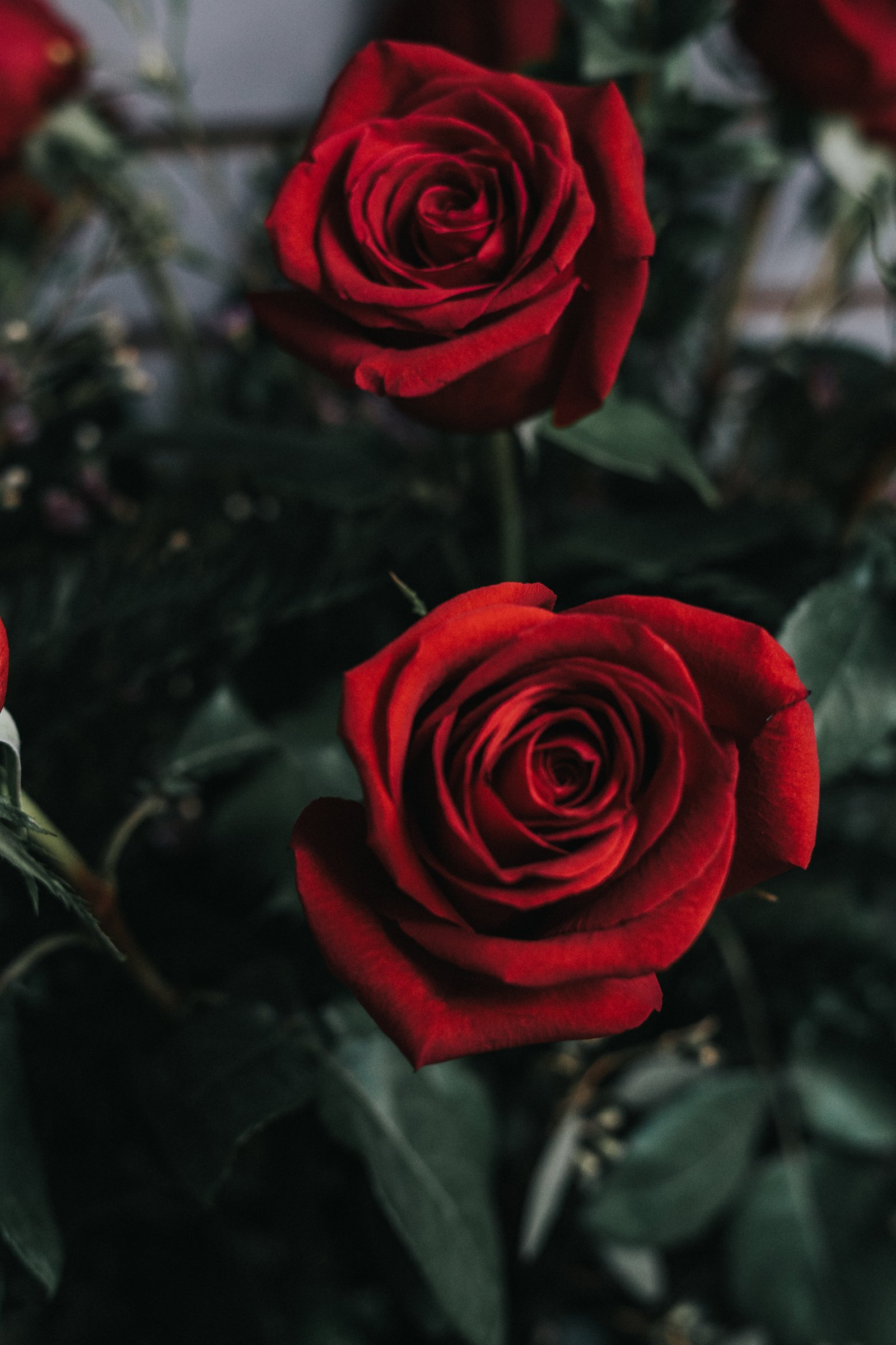 two red roses flower bud rose Flower nature petal love 2k 4k 5k