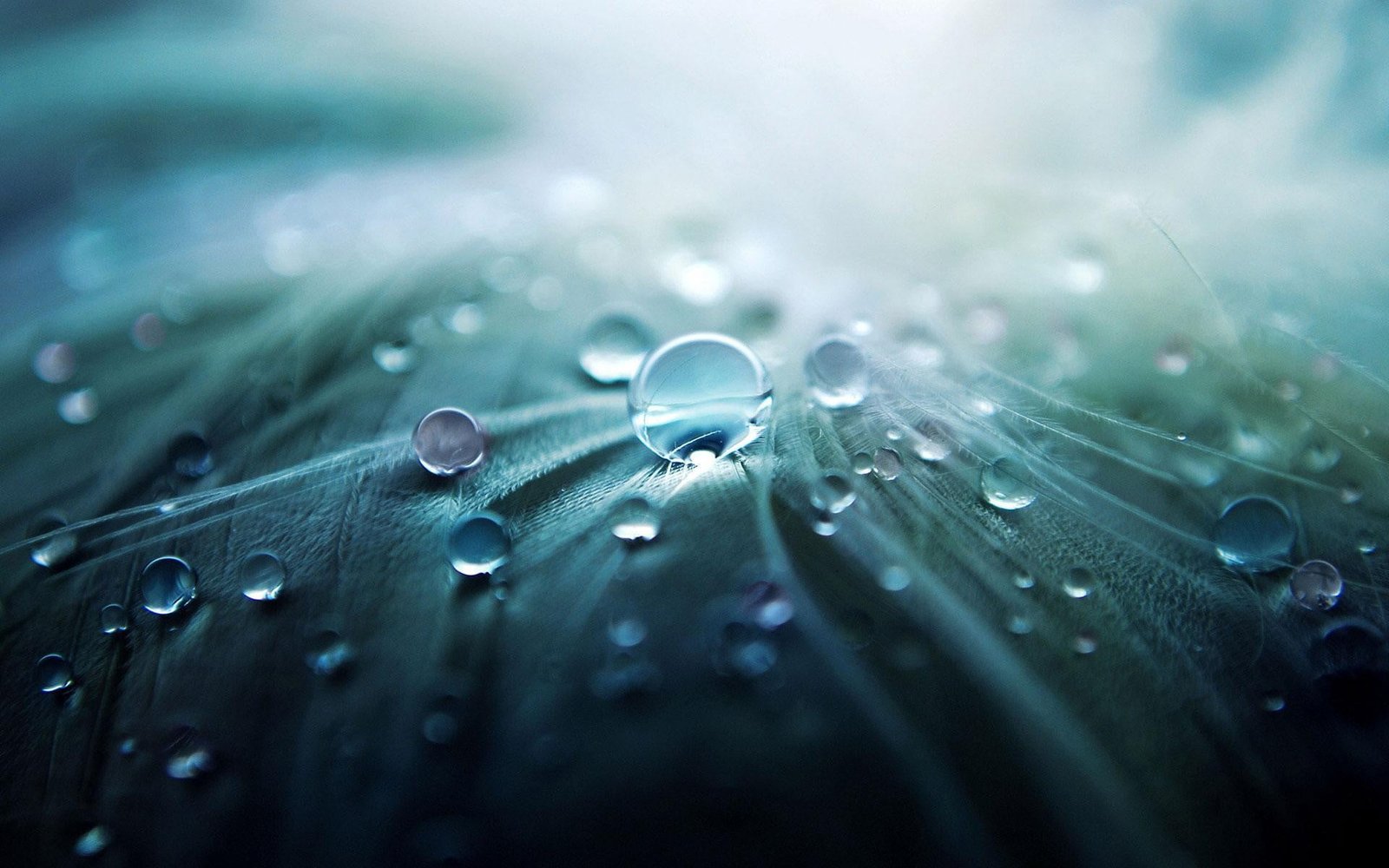 water dews macro drops blurred nature wet close up 2k