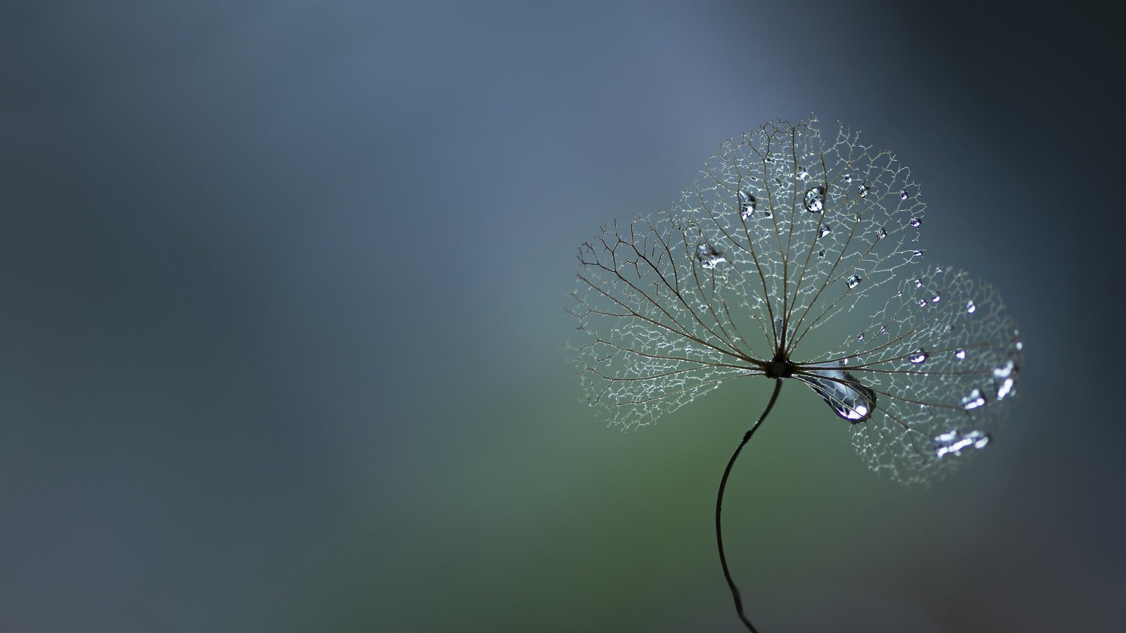 waterdrop droplets nature sky macro photography clover 2k 4k