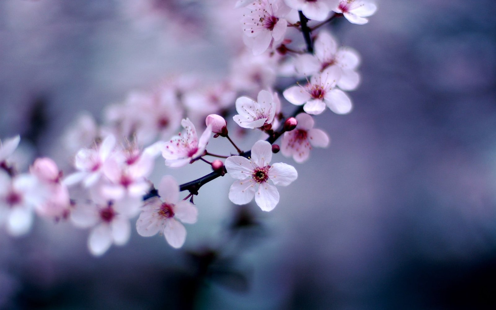 white and red flowers photography nature plants macro violet 2k