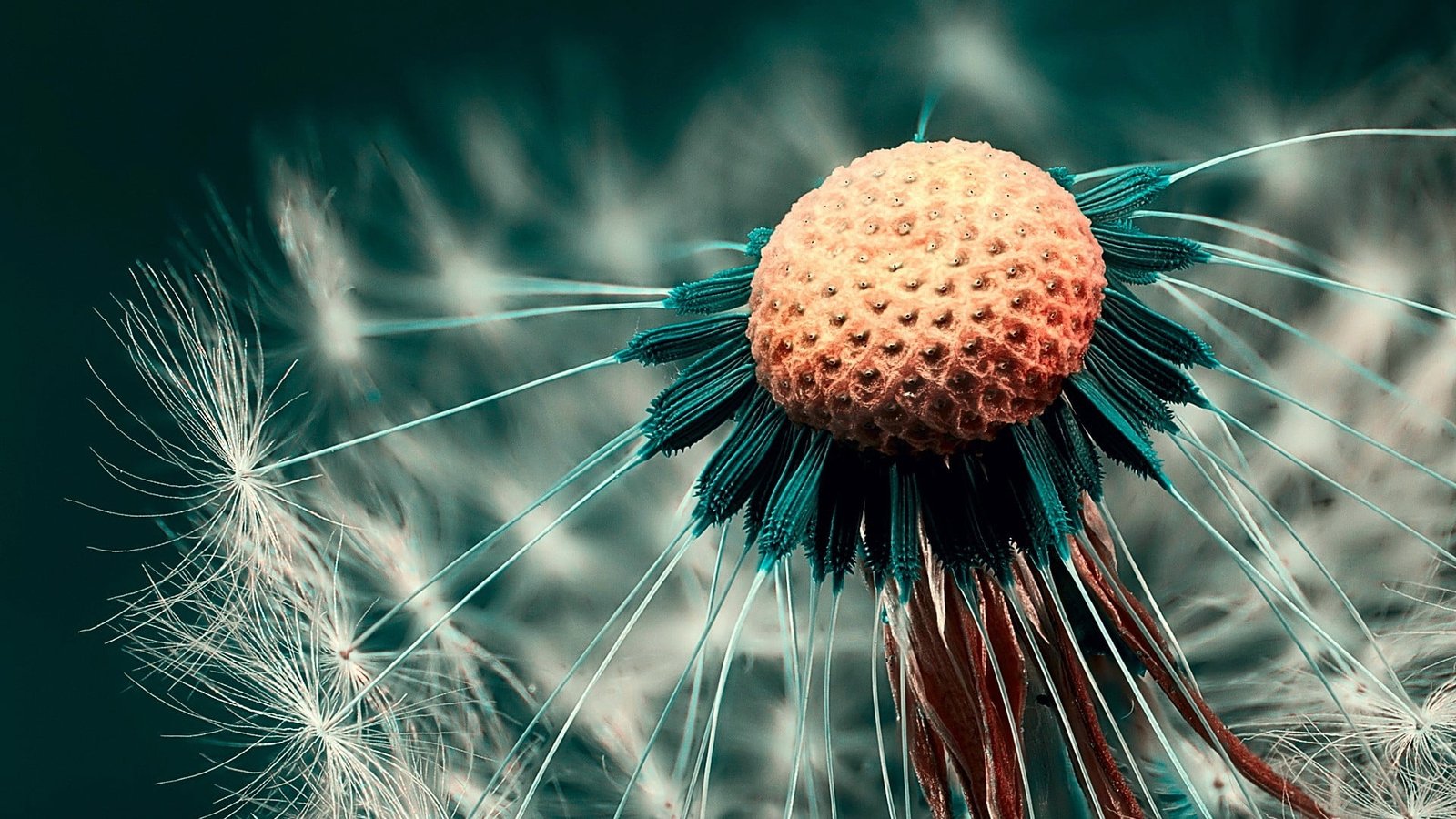 white dandelion wallpaper flower selective focus photography 2k