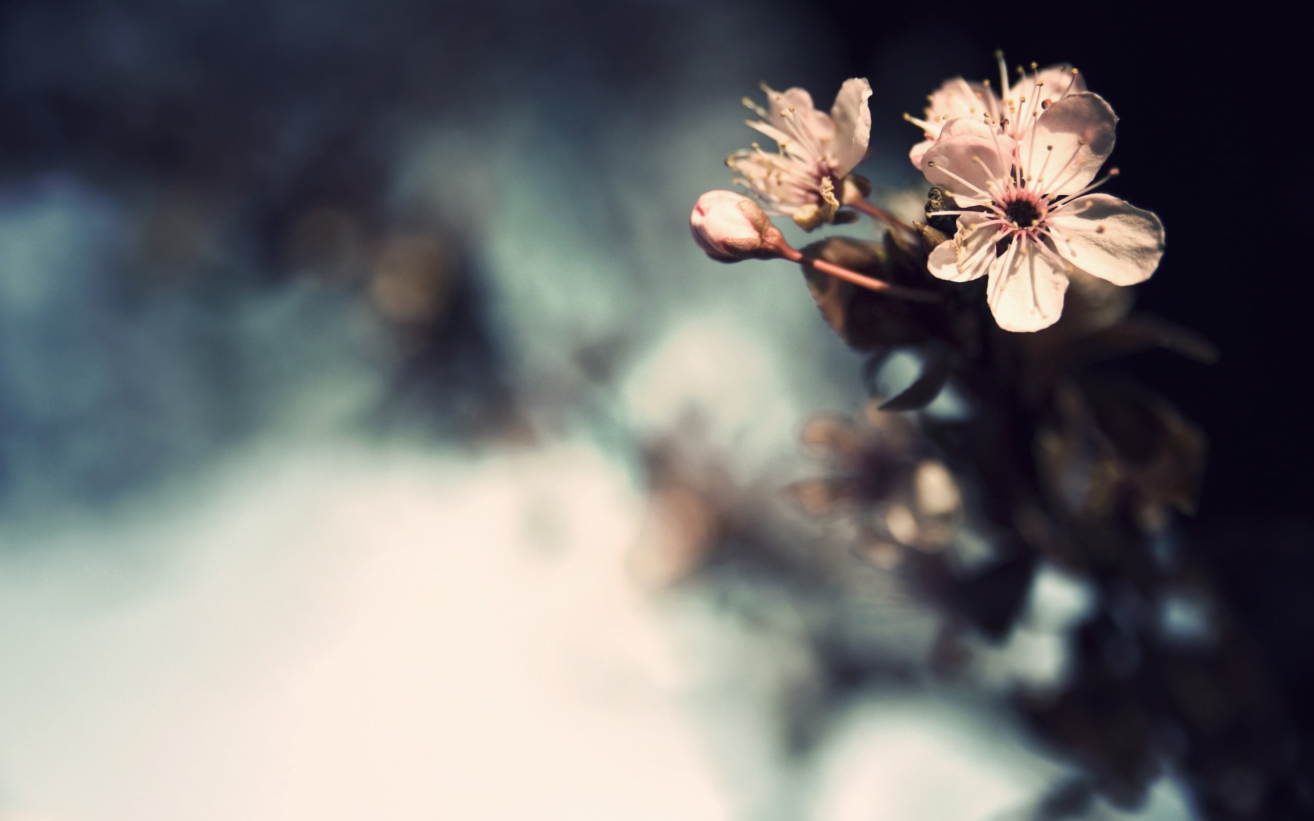 white petaled flower flowers bokeh plants macro flowering plant 2k