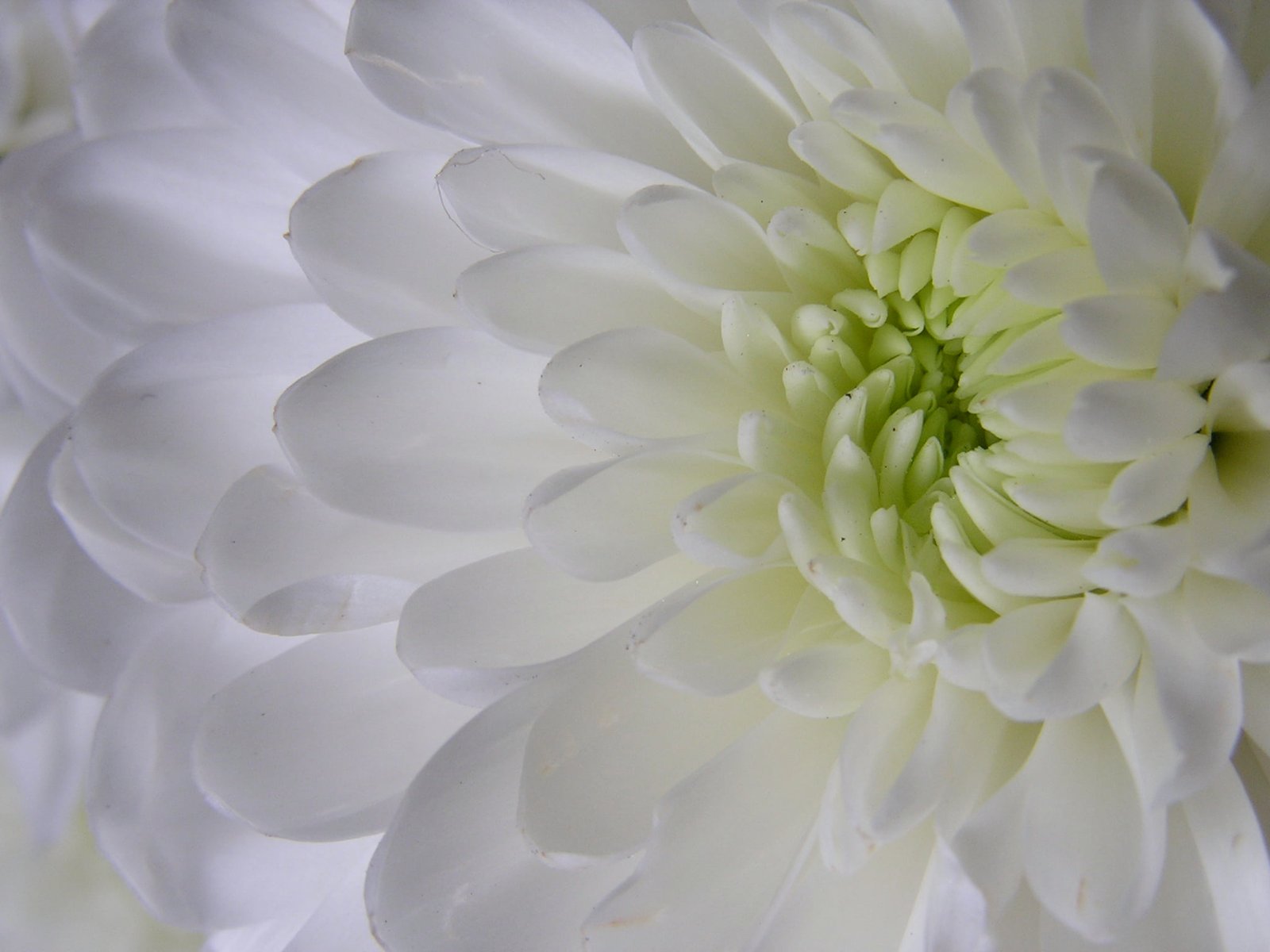 white petaled flower White Flower macro olympus 2k