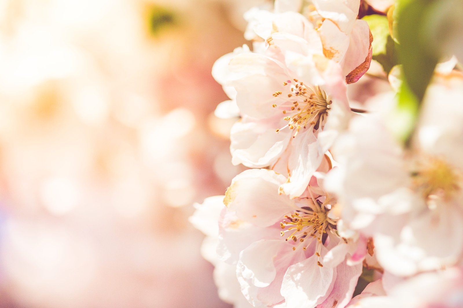 Wonderful Spring Blooms beauty colorful dreamy flowers may 2k 4k