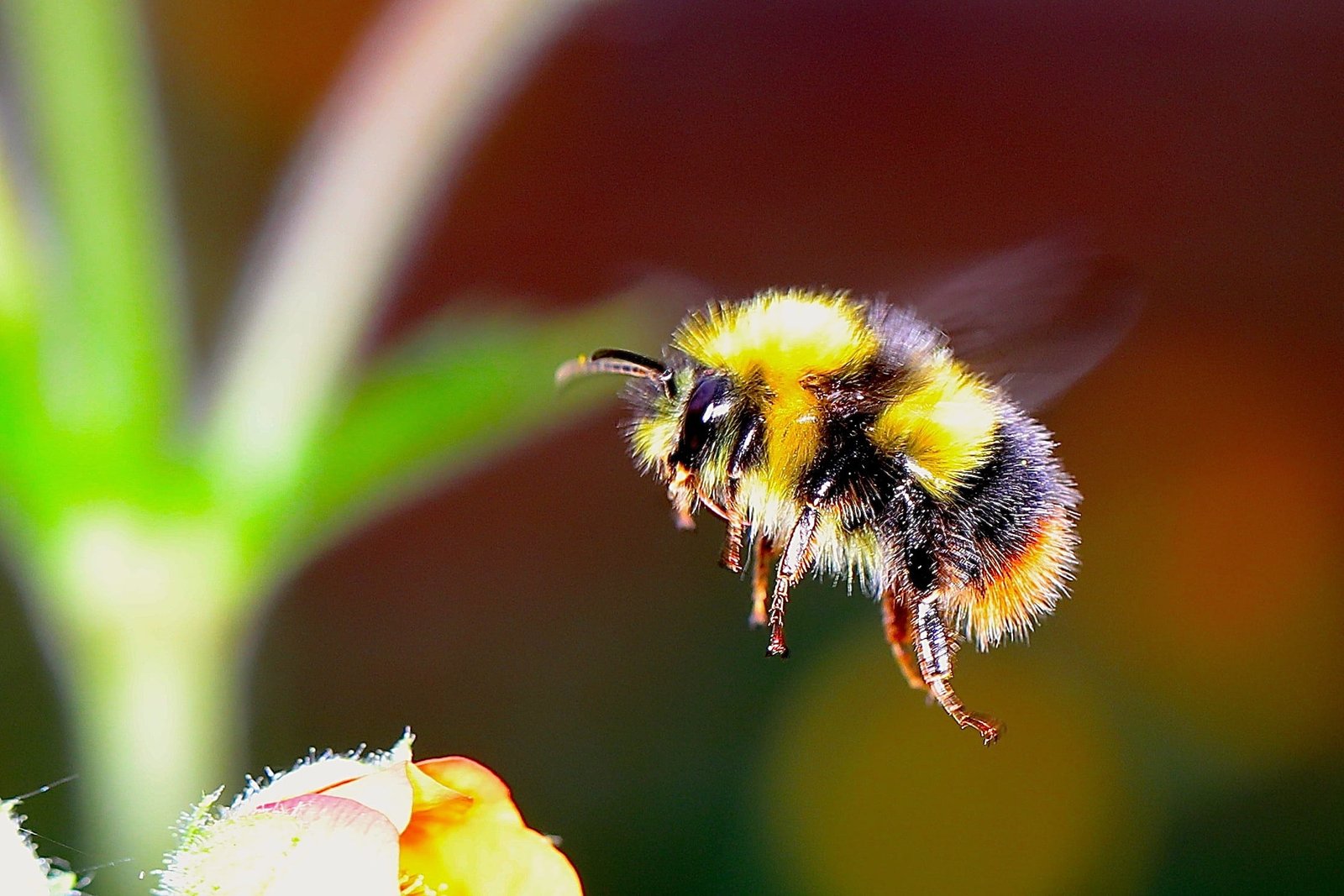yellow and black bee humming on flower bumble insect 2k
