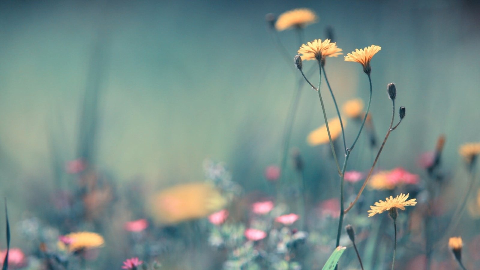 yellow petaled flowers photo of assorted color flower depth field 2k
