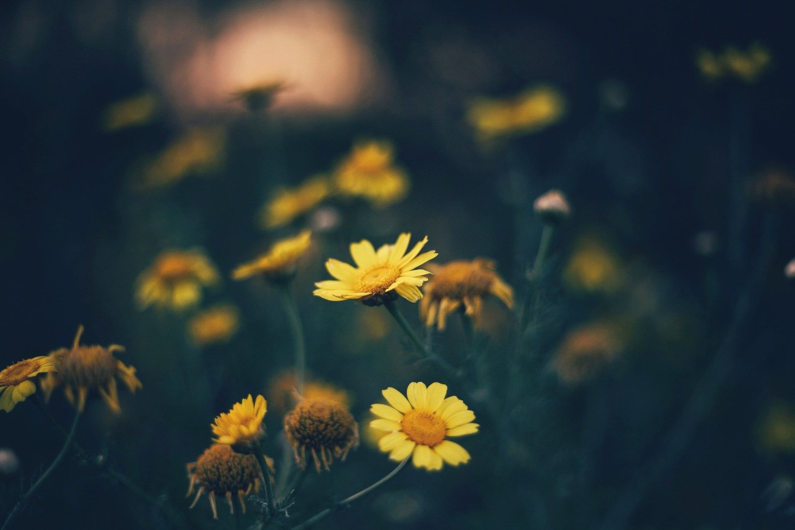 yellow petaled flowers selective focus photography of petal flower 2k