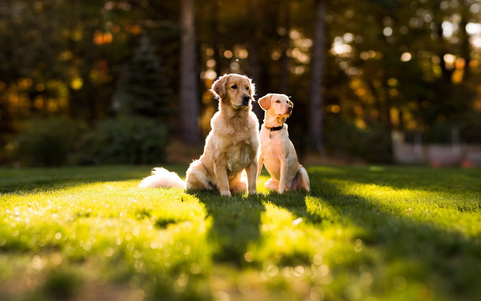adult golden retriever and yellow Labrador two white dogs seating on grass 2k