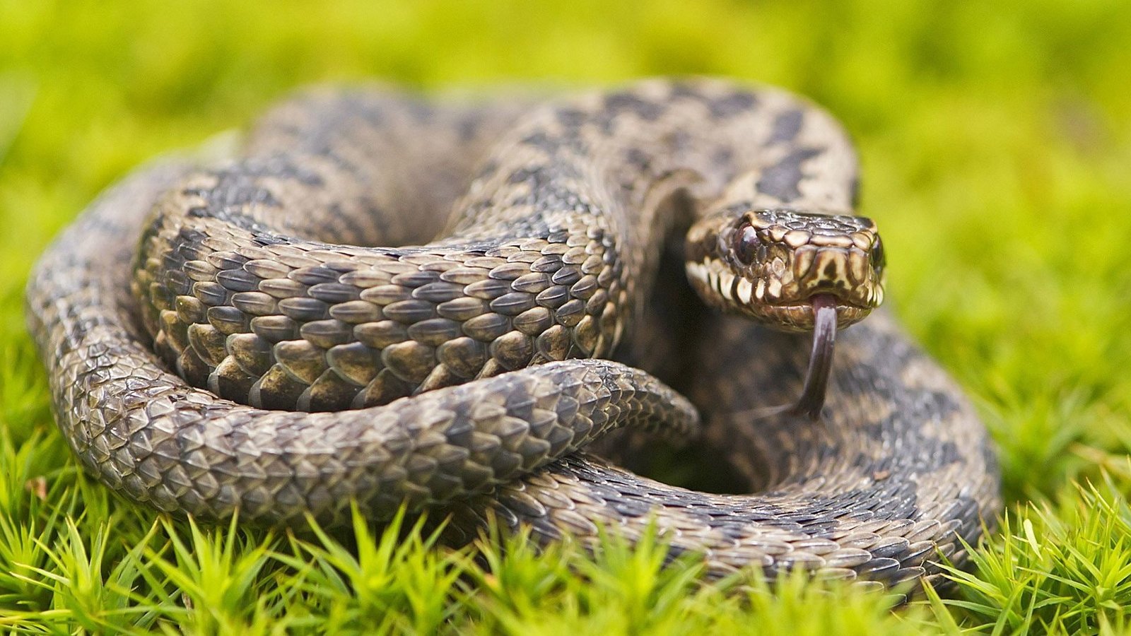 Animals Wildlife Snakes Grass Bokeh brown and black snake 2k