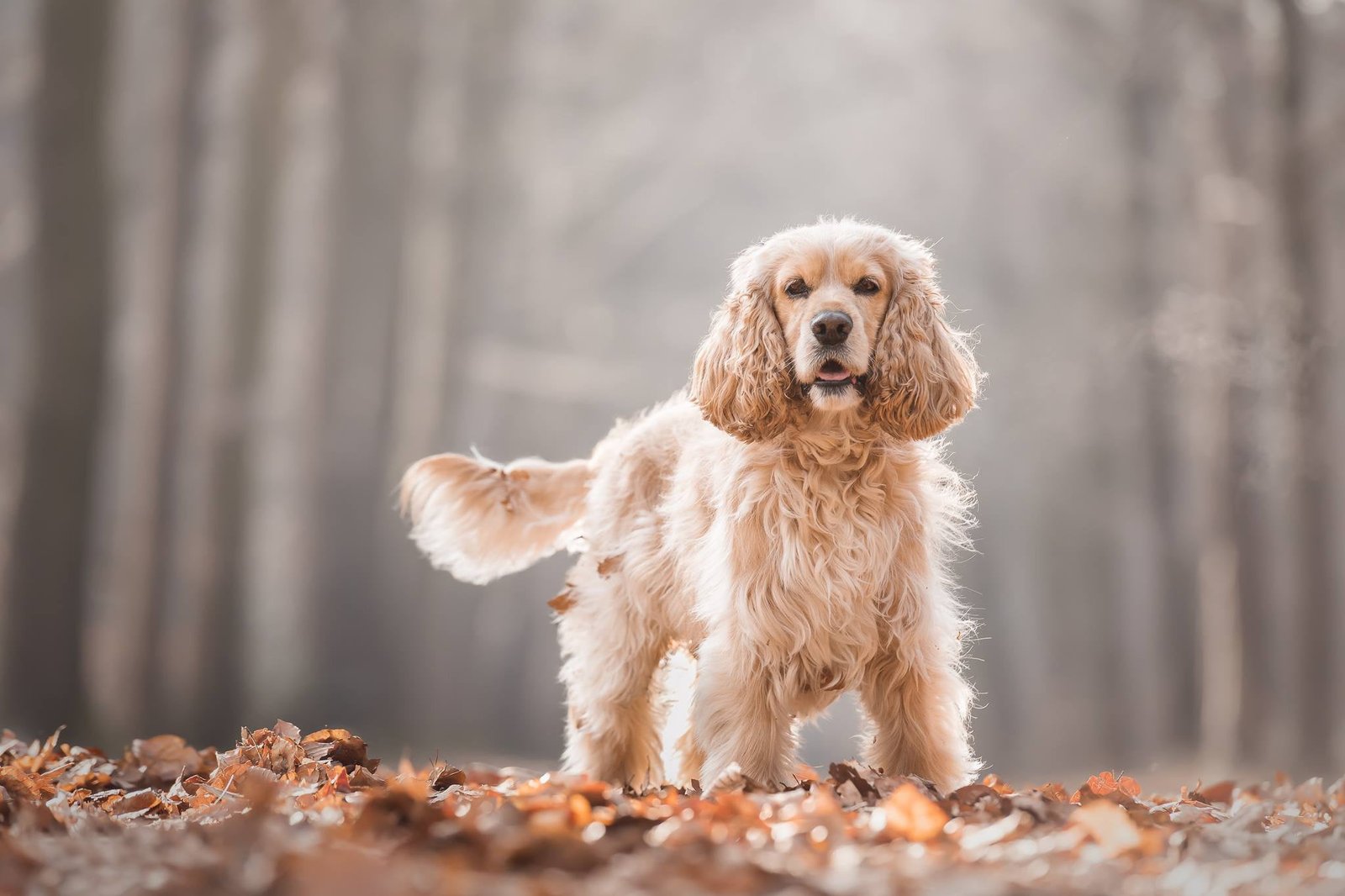 autumn leaves foliage dog bokeh Cocker Spaniel 2k