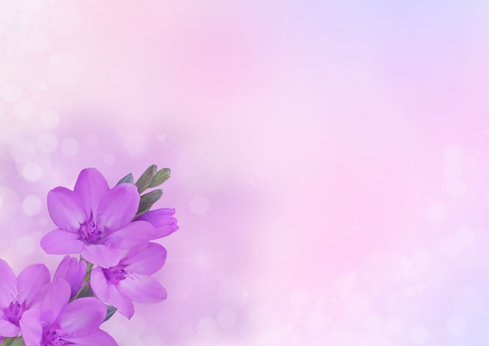 background image flower flowers purple pink greeting card 2k 4k 5k