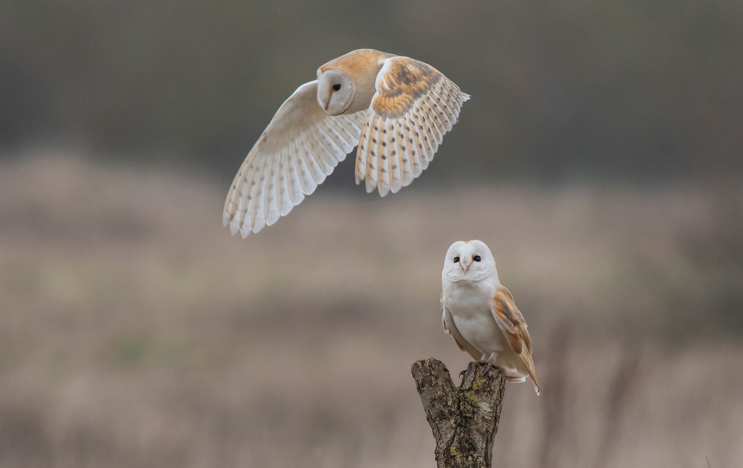 birds background owls bokeh The barn owl 2k