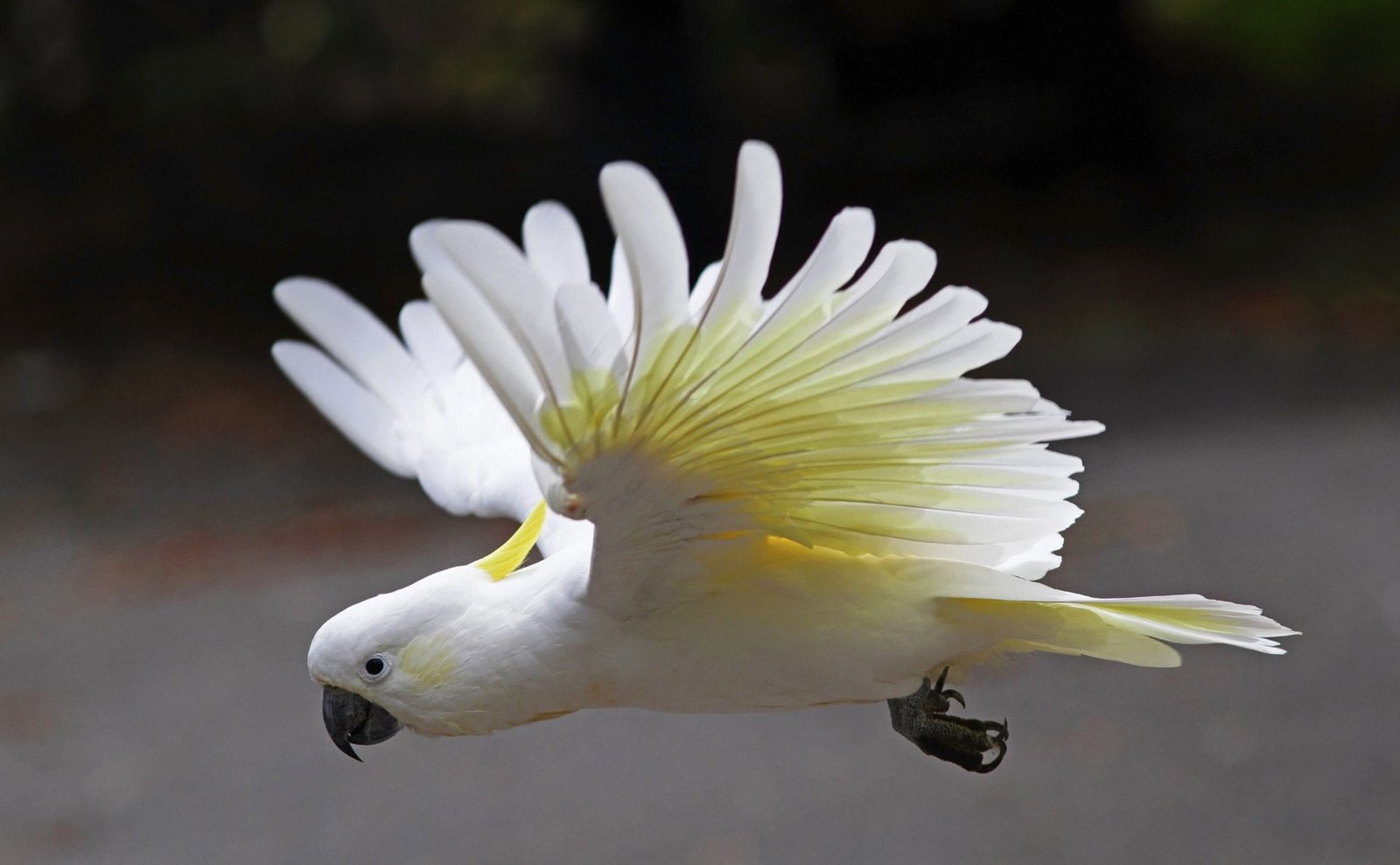 Birds Bokeh Cockatoo Flight Parrot Sulphur crested 2k