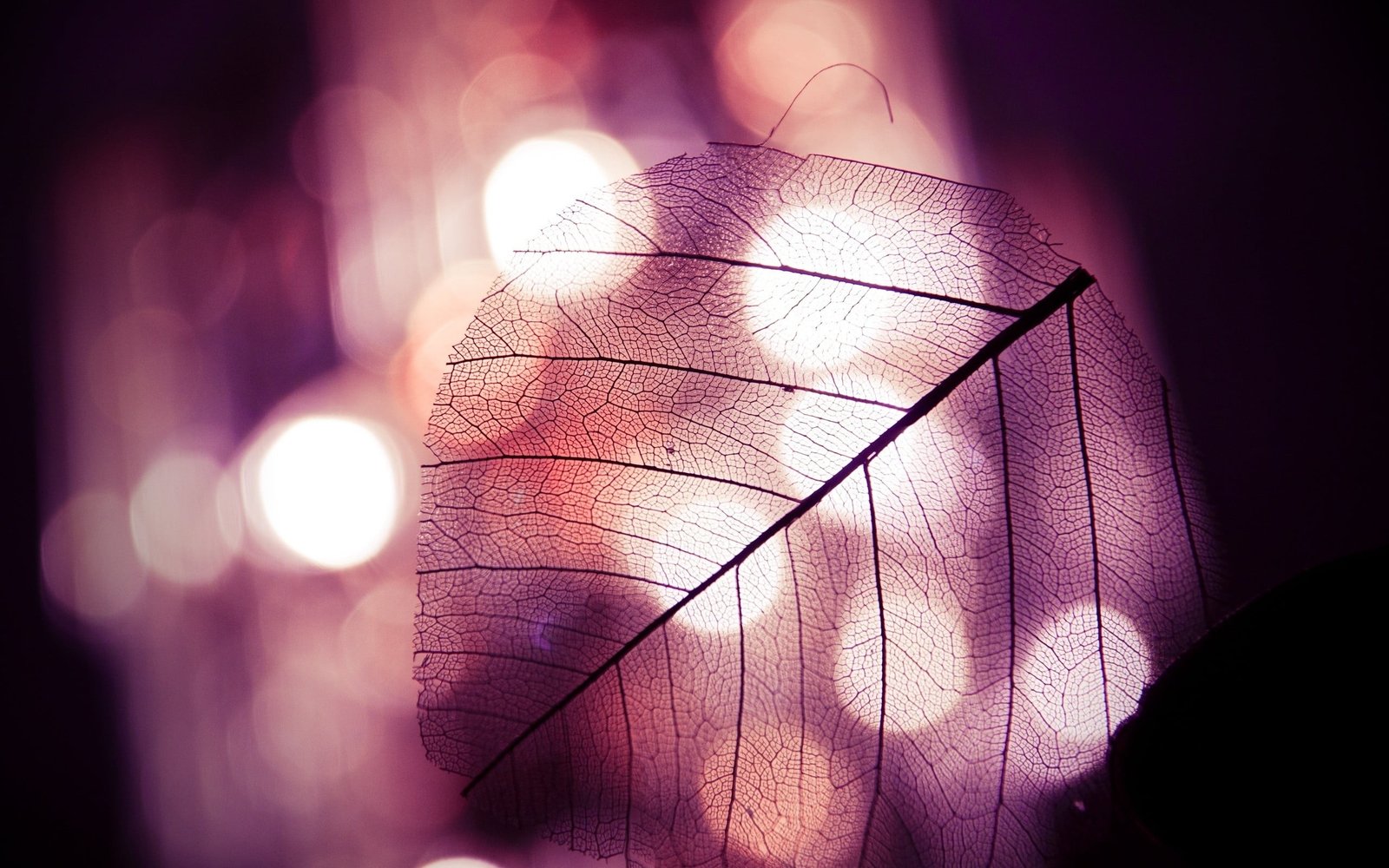 bokeh photography of leaf nature leaves macro veins backgrounds 2k