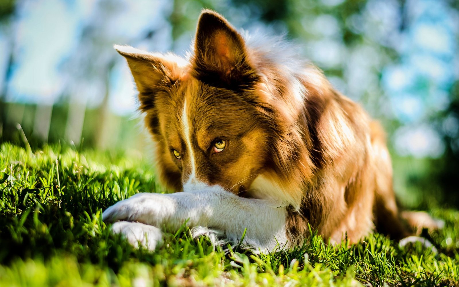 brown and black short coated puppy dog depth of field animals 2k