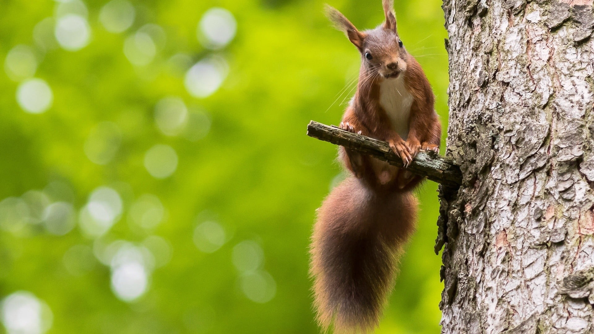 brown squirrel perch on tree branch animals 2k
