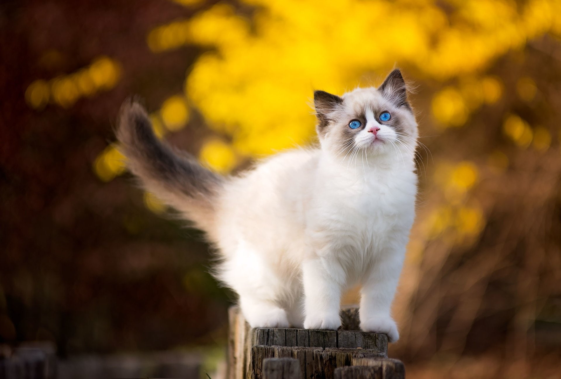 Cats Animal Bokeh Kitten Ragdoll 2k