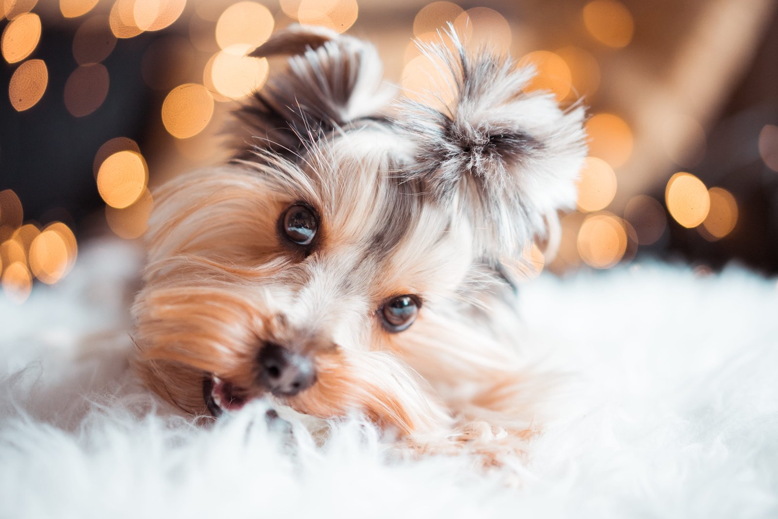 Cute Yorkshire Terrier Eating Mini Dog Snacks on Christmas animals 2k 4k