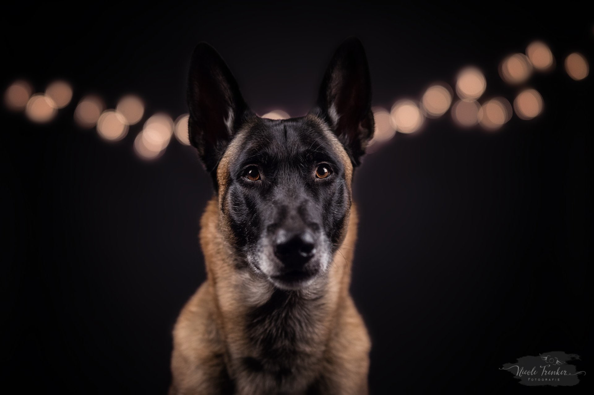 Dogs Belgian Malinois Bokeh Pet 2k