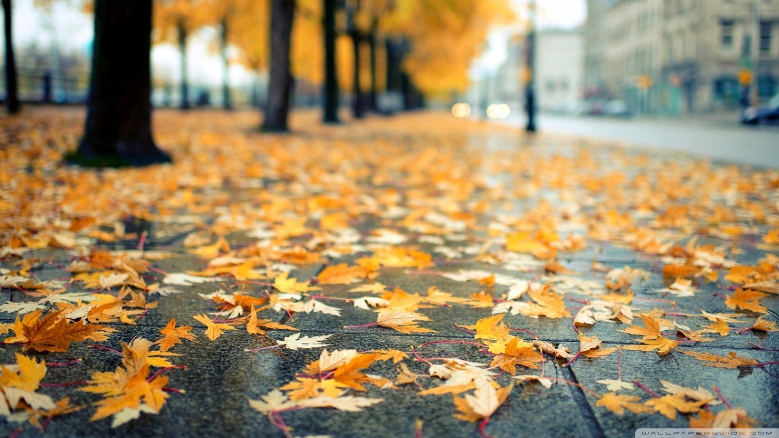 dry leaves urban bokeh fall autumn plant part leaf change 2k