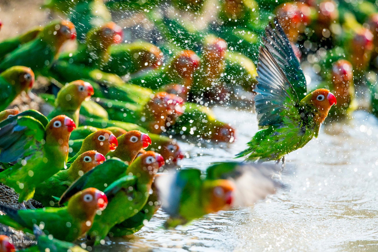 flock of lovebirds nature animals parrot water drops 2k