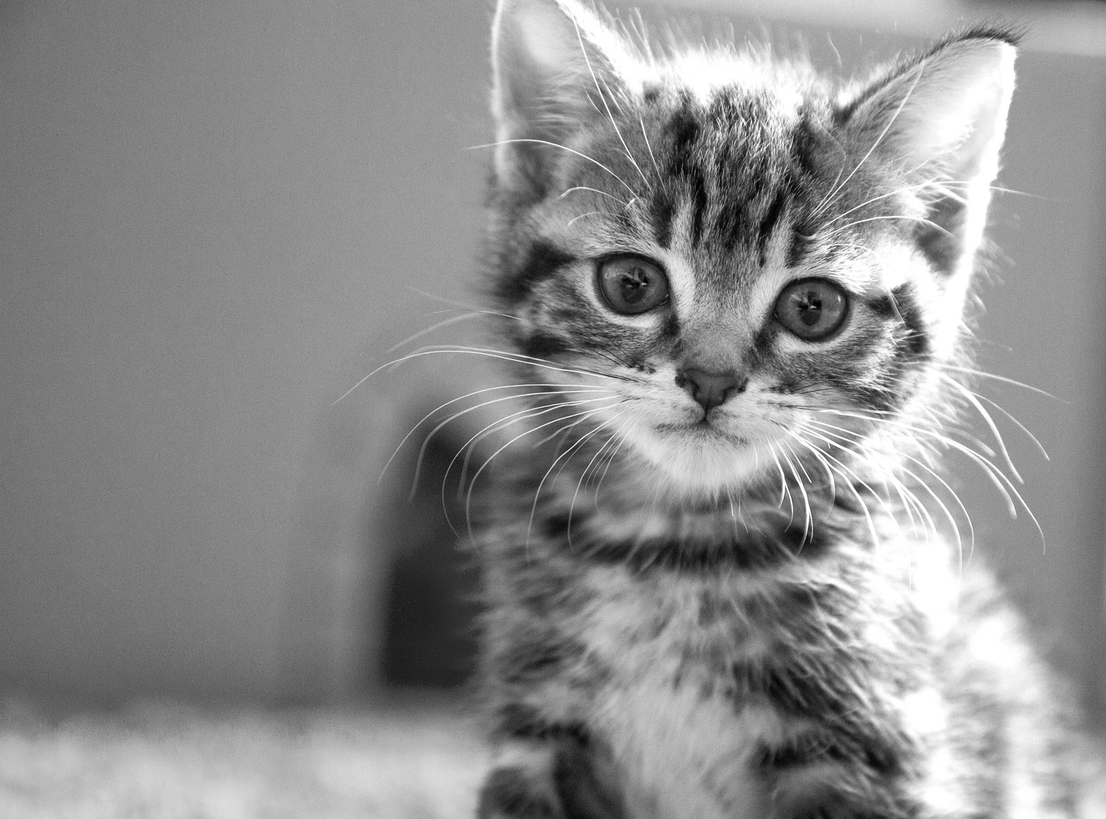 gray scale photo of Tabby Kitten Whiskers bandw portrait fur 2k 4k 5k