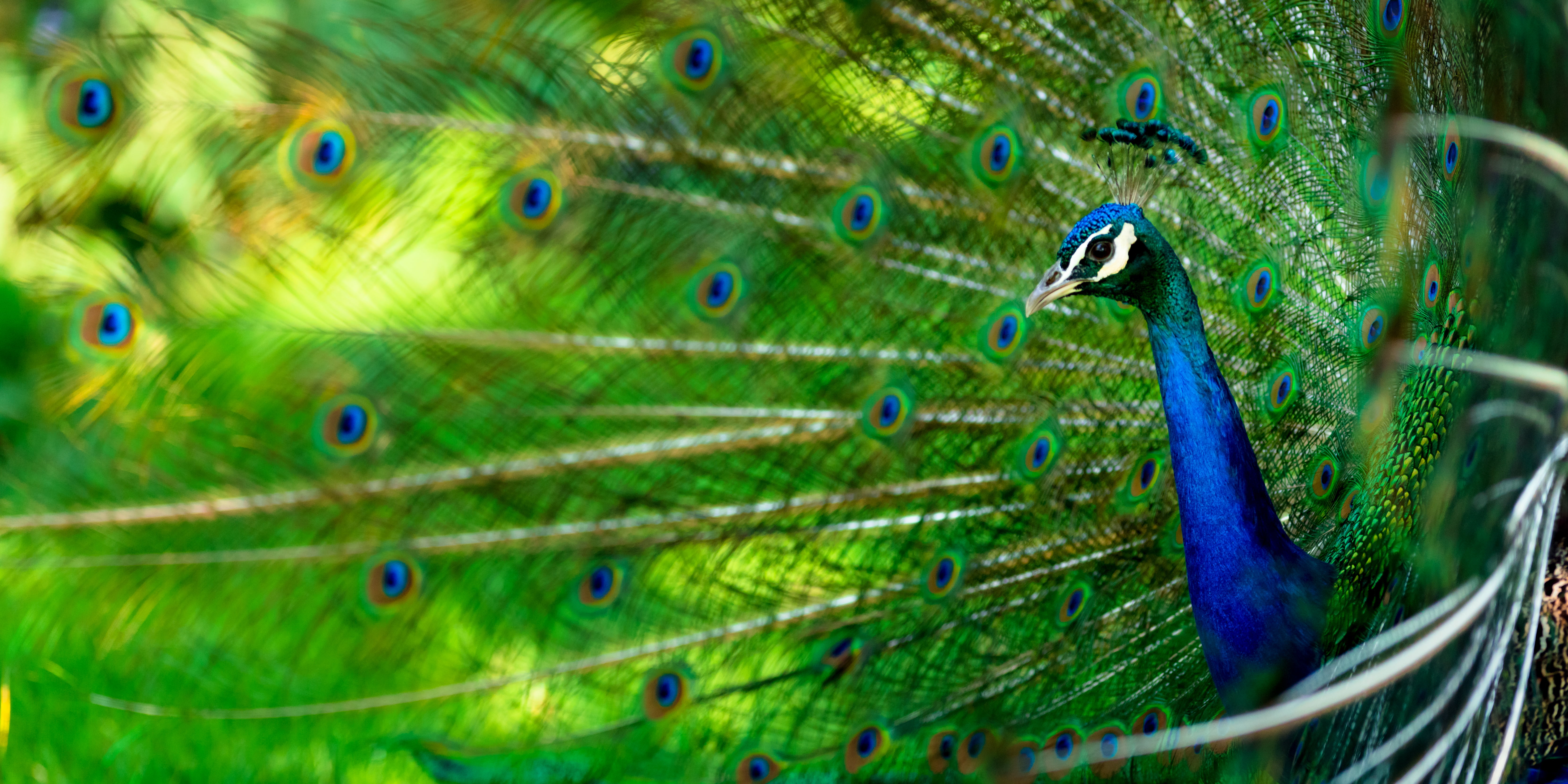 green and blue peacock chicken Glorified display 2k 4k 5k