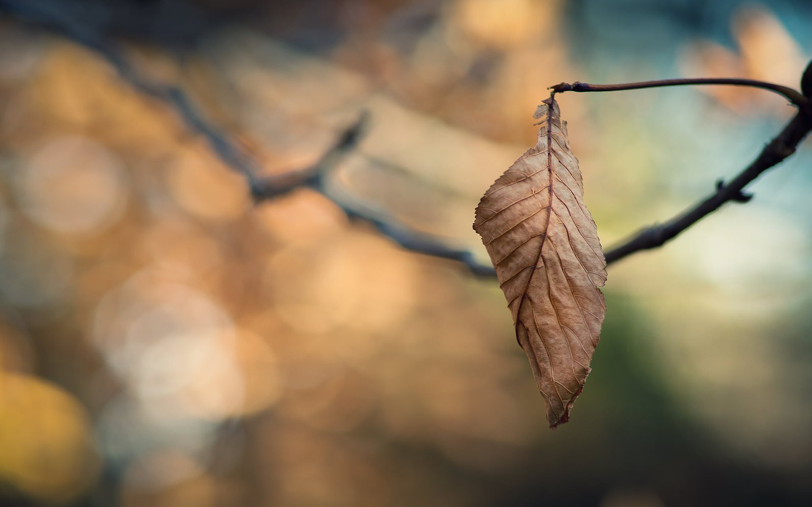 green fry leaf cold sadness autumn leaves branches loneliness 2k