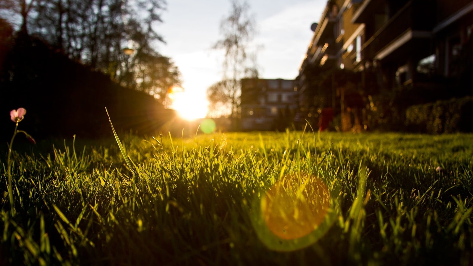 green grass field photo of during sunset nature 2k