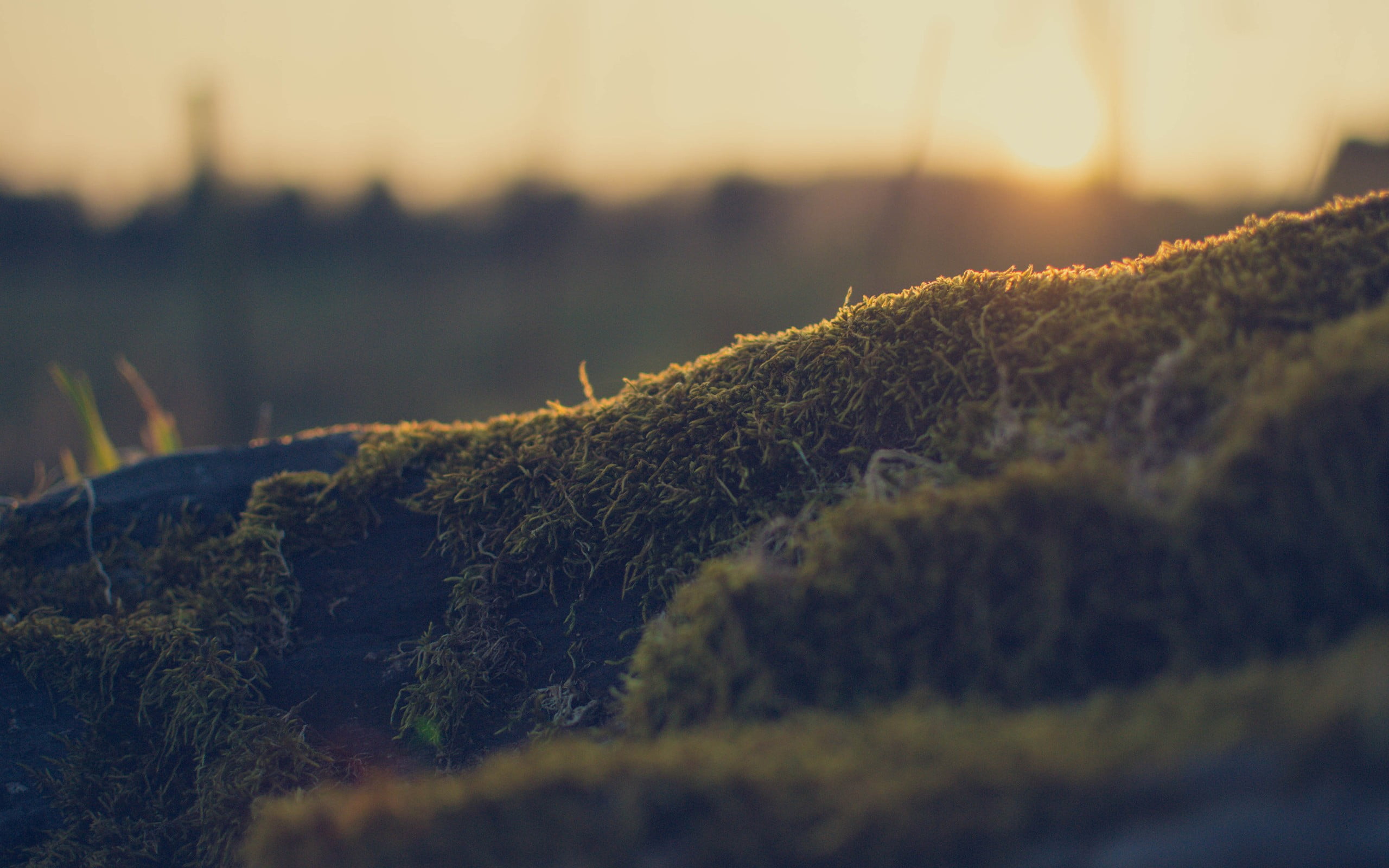 green grass field untitled algae nature bokeh macro depth of 2k