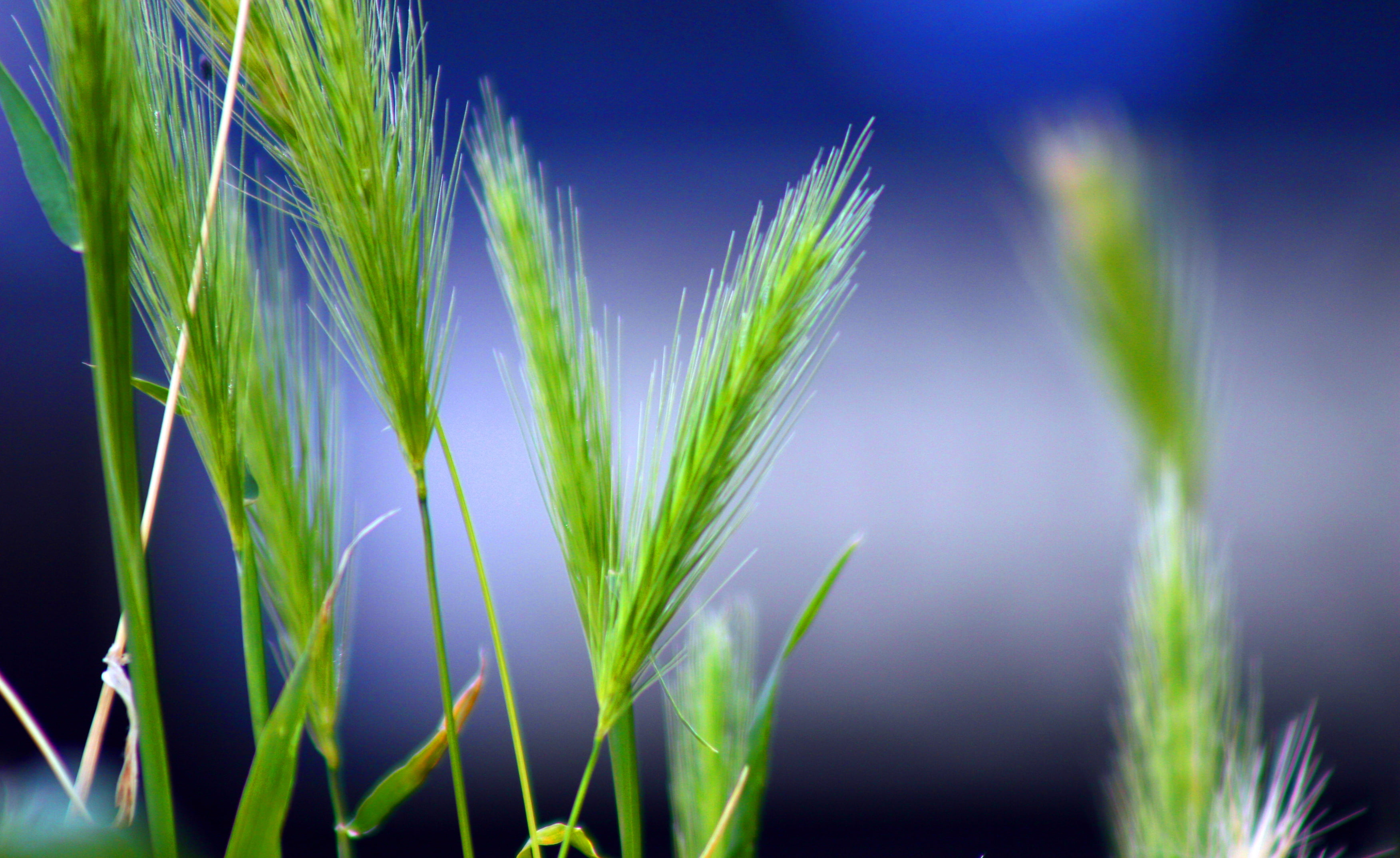 green leaf plant grass canon 75 mm 2k 4k
