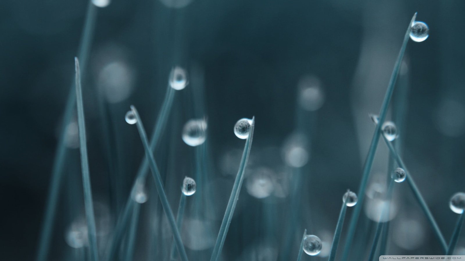green leafs with water dew wallpaper grass 2k
