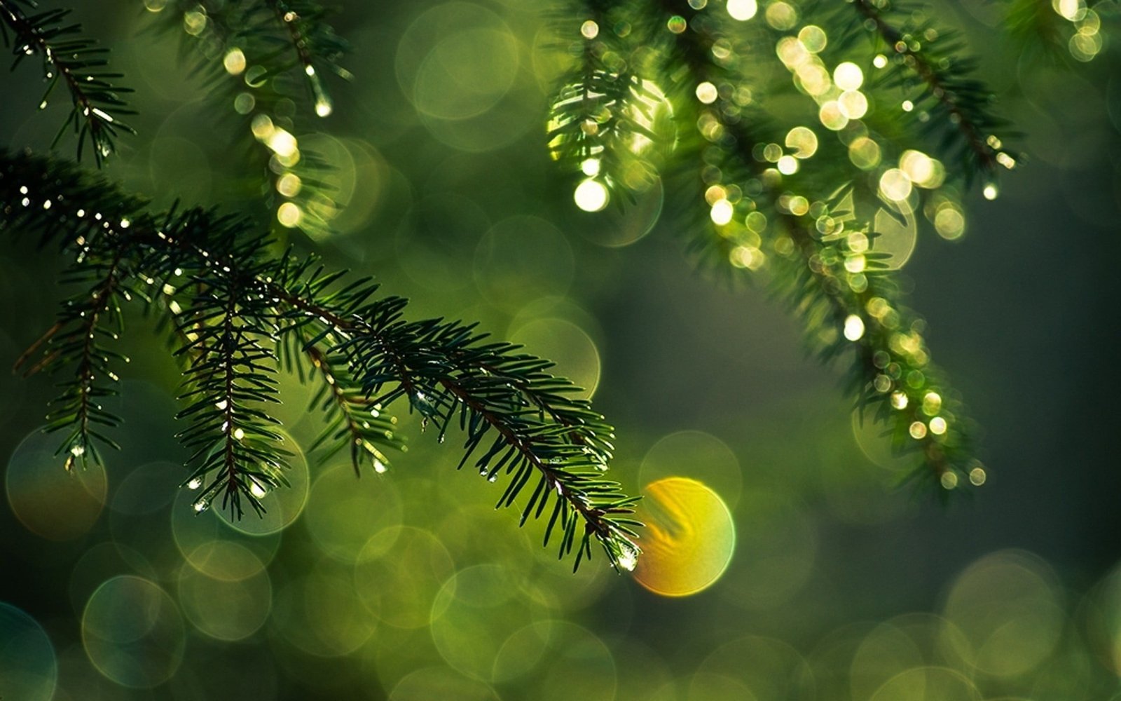 green tree nature bokeh pine trees leaves plant color 2k