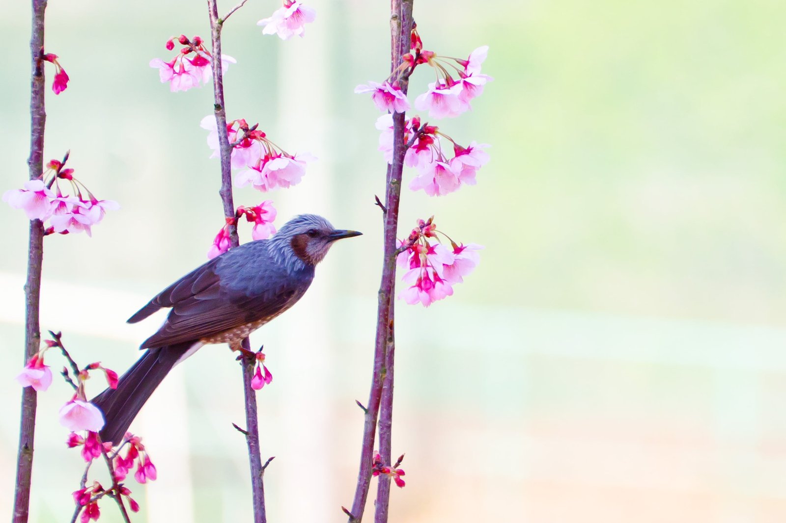 grey and white small beak bird perched on pink flower plant at daytime brown eared bulbul 2k