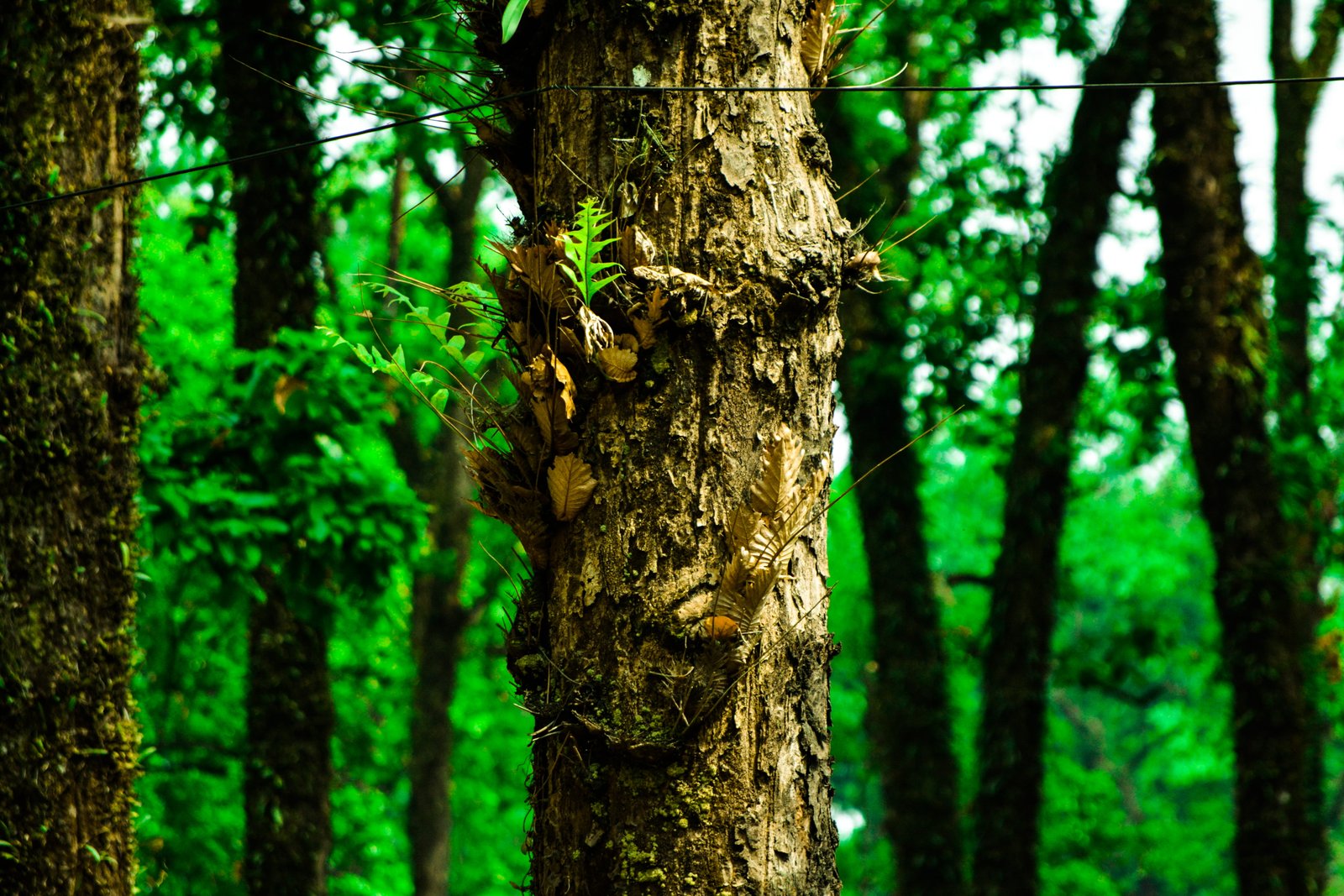 india darjeeling forest greenary nature bokeh trees wallpaper 2k 4k 5k